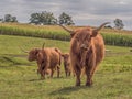 Highland cow Royalty Free Stock Photo